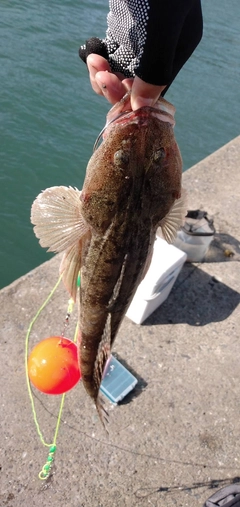 マゴチの釣果