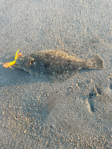 ヒラメの釣果