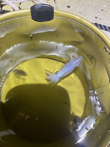 ヒイカの釣果