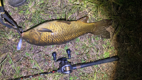 マナマズの釣果