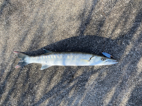 オニカマスの釣果