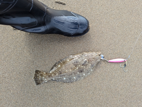 ヒラメの釣果