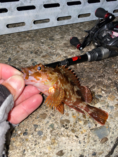 カサゴの釣果