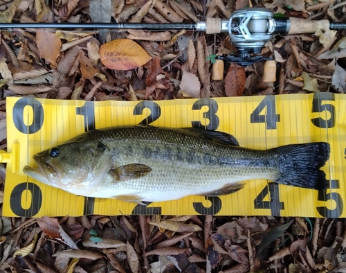 ブラックバスの釣果