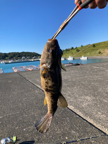 フグの釣果