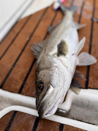 シーバスの釣果