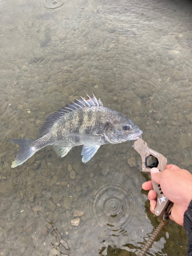 チヌの釣果