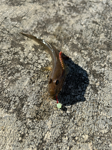 マハゼの釣果