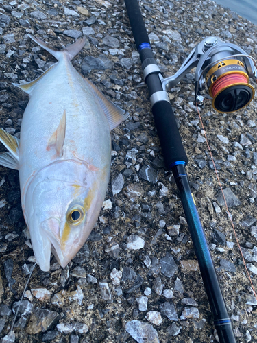 ネリゴの釣果