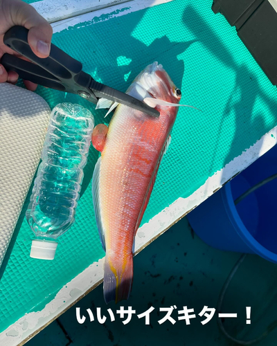 アマダイの釣果