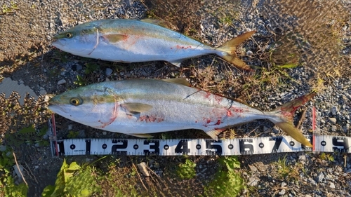 ブリの釣果