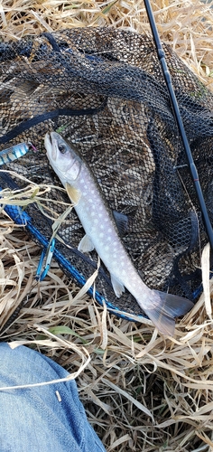 アメマスの釣果