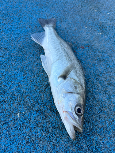 セイゴ（マルスズキ）の釣果