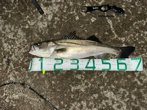 シーバスの釣果