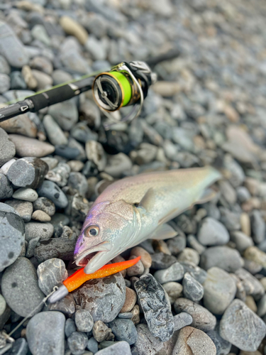 オオニベの釣果