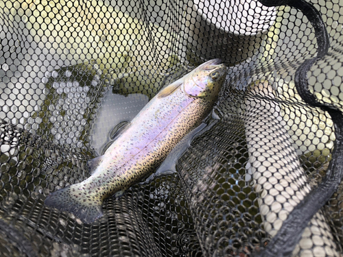 レインボートラウトの釣果