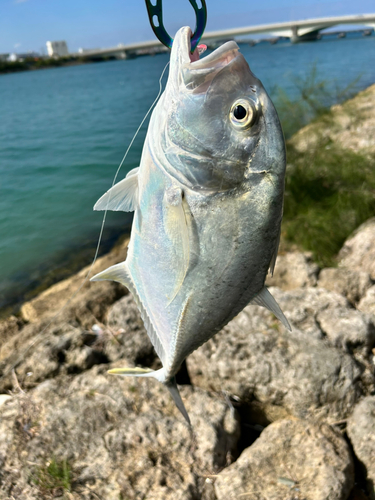 ロウニンアジの釣果