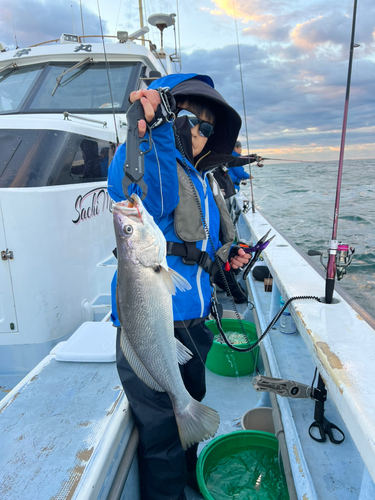 オオニベの釣果