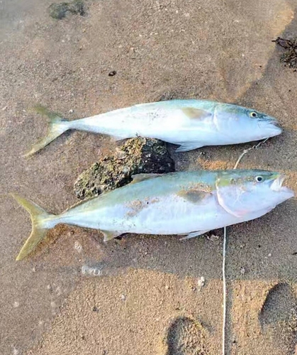 ブリの釣果