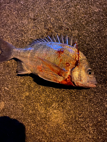 釣って見つけるぼうけんの国 沖縄