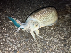 コウイカの釣果