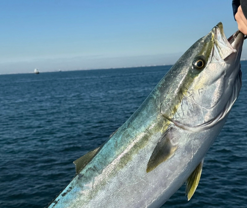 ブリの釣果