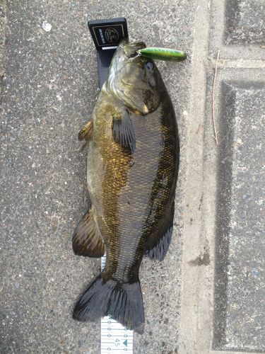 ブラックバスの釣果