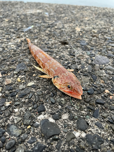 アカエソの釣果