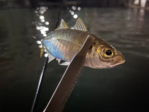 マアジの釣果