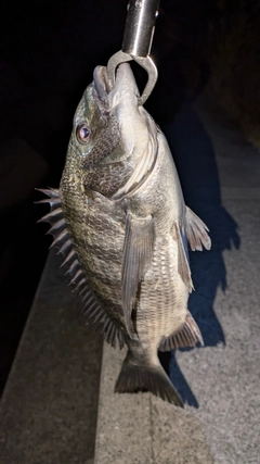 セイゴ（マルスズキ）の釣果