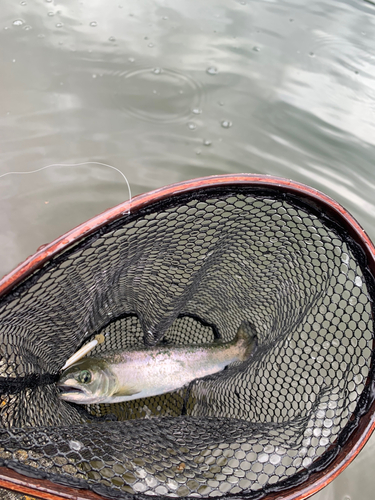 ニジマスの釣果