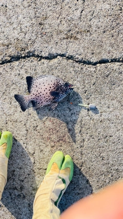 イシガキダイの釣果