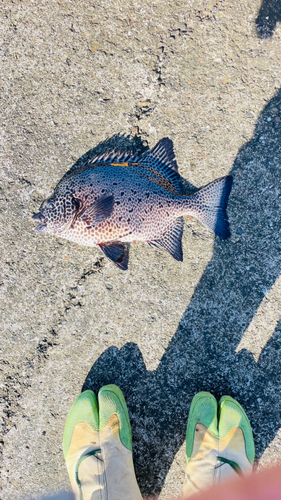 イシガキダイの釣果