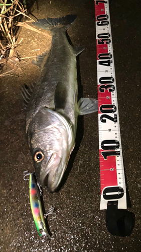 シーバスの釣果