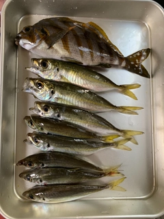 タカノハダイの釣果