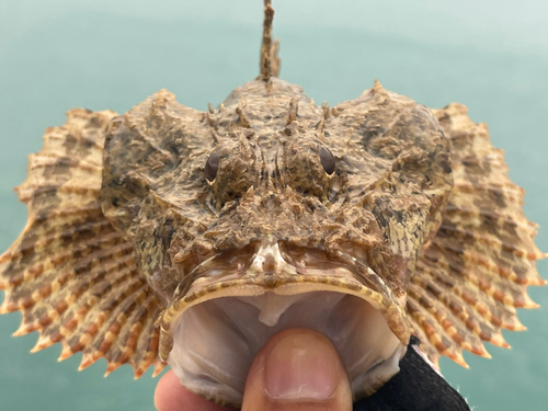 イヌカサゴの釣果