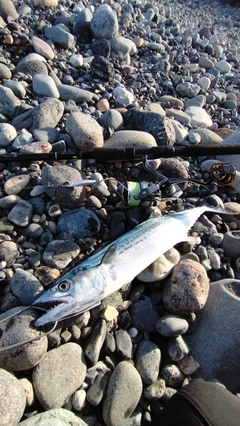 サゴシの釣果