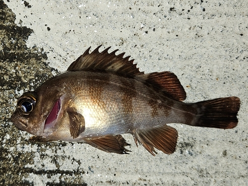 気仙沼湾