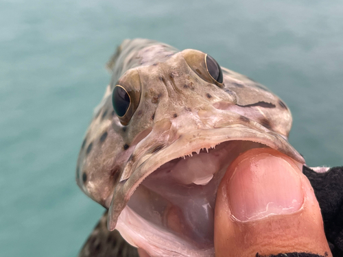 ヒレグロハタの釣果