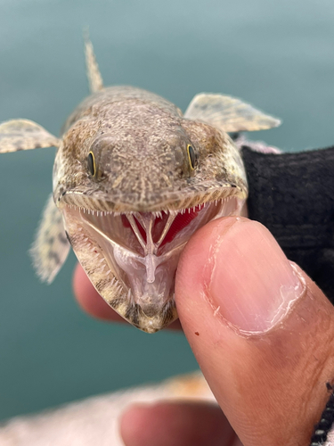 エソの釣果