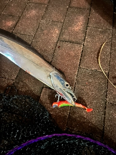 タチウオの釣果