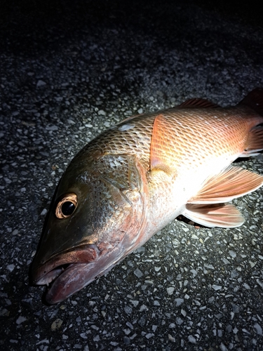 ゴマフエダイの釣果