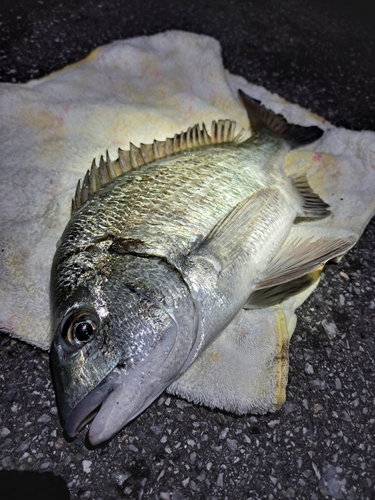 ミナミクロダイの釣果