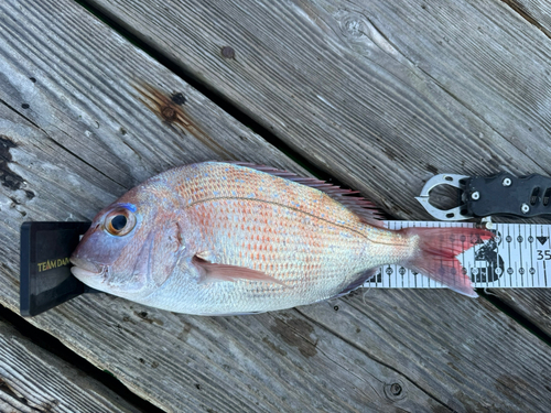 タイの釣果