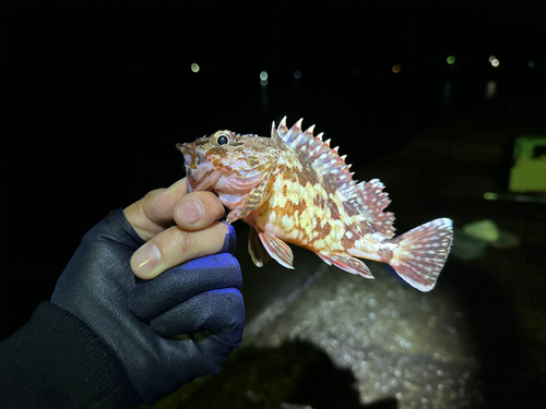 カサゴの釣果