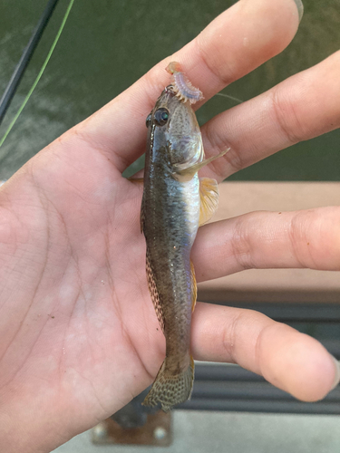 マハゼの釣果