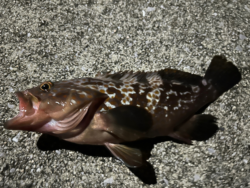 アコウの釣果