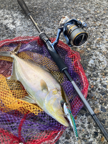 ショゴの釣果