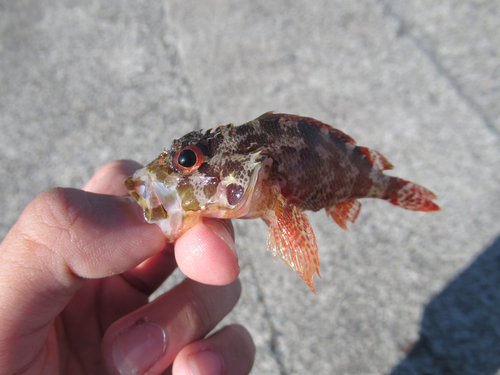 カサゴの釣果