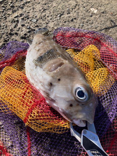 イシガキフグの釣果